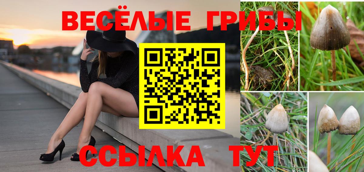 Галлюциногенные грибы прущие грибы  Галлюциногенные грибы GOLDEN TEACHER  Вход с VPN  Волоколамск 